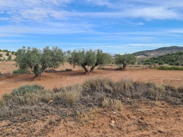 20,343 m² Land in Pinoso - Caza De Casa