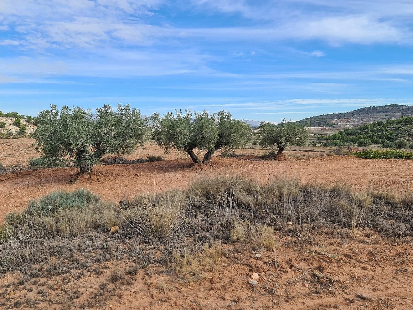 20,343 m² Land in Pinoso - Caza De Casa