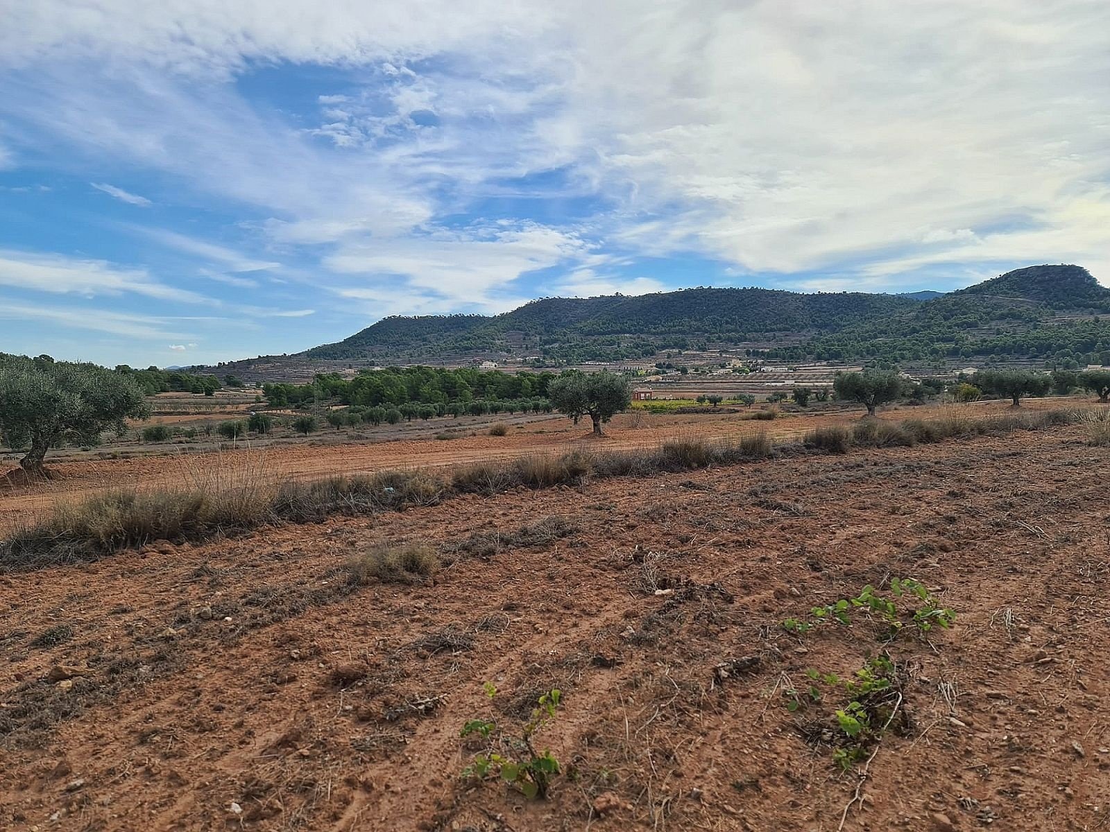 20,343 m² Land in Pinoso - Caza De Casa