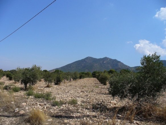 25,000 m² Land in Biar - Caza De Casa