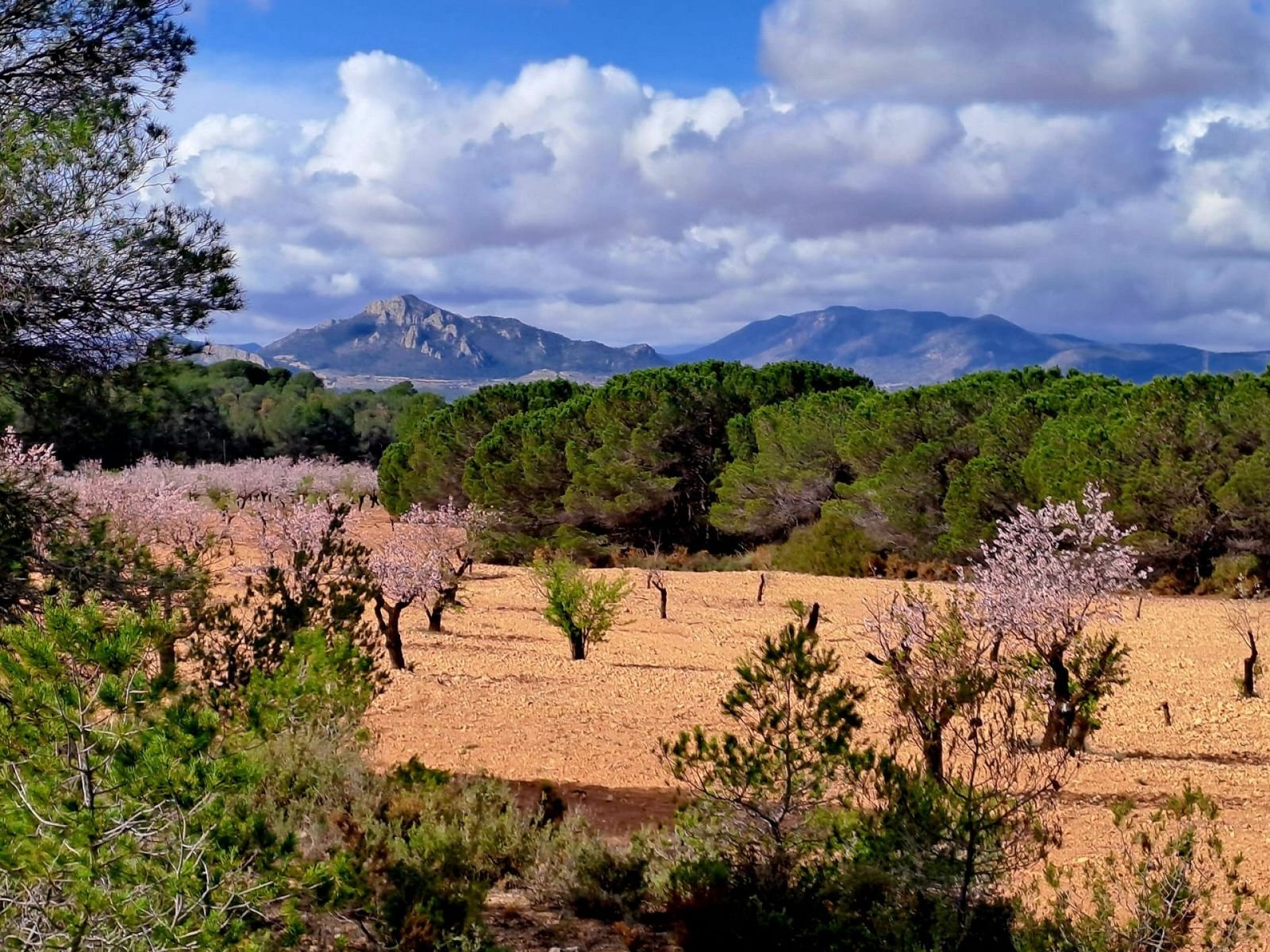 6 Bedroom 4 Bathroom Country house in Sax - Caza De Casa