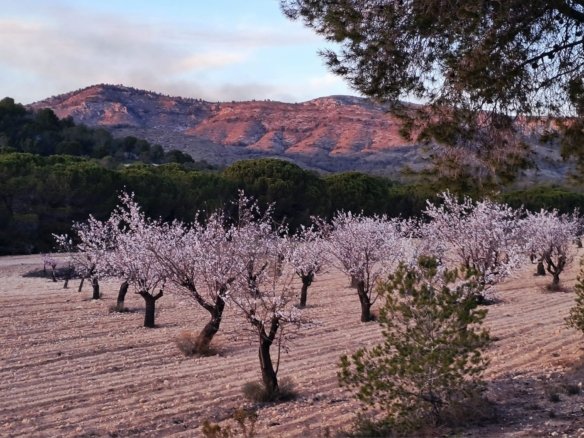 6 Bedroom 4 Bathroom Country house in Sax - Caza De Casa