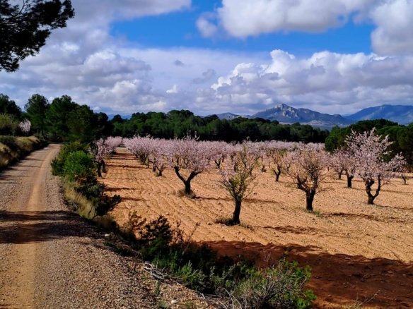 6 Bedroom 4 Bathroom Country house in Sax - Caza De Casa