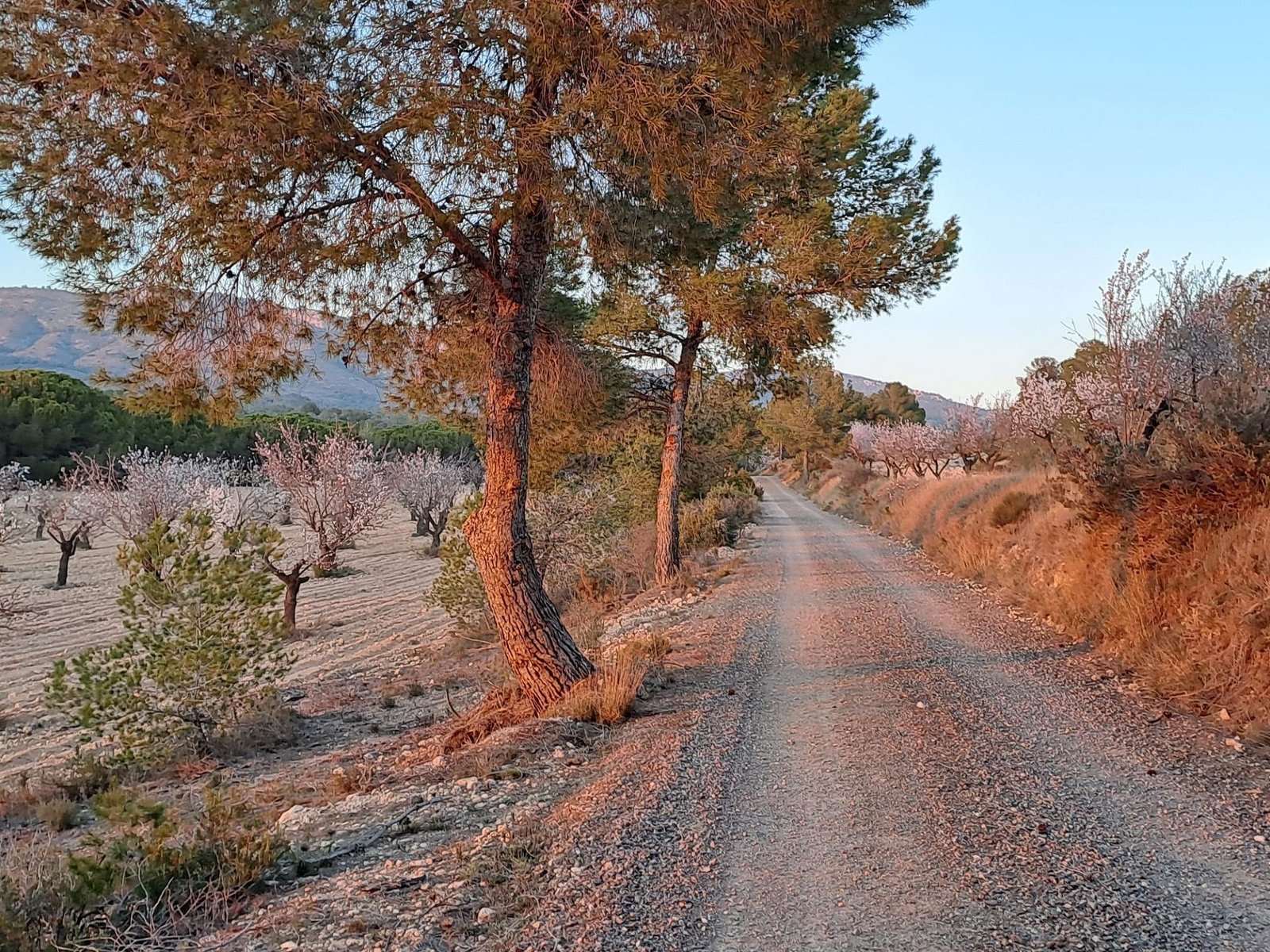 6 Bedroom 4 Bathroom Country house in Sax - Caza De Casa