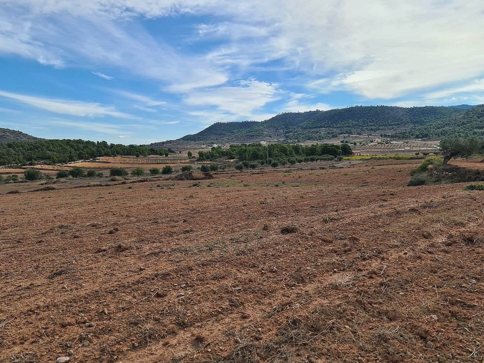 20,343 m² Land in Pinoso - Caza De Casa