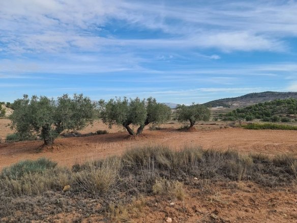 20,343 m² Land in Pinoso - Caza De Casa